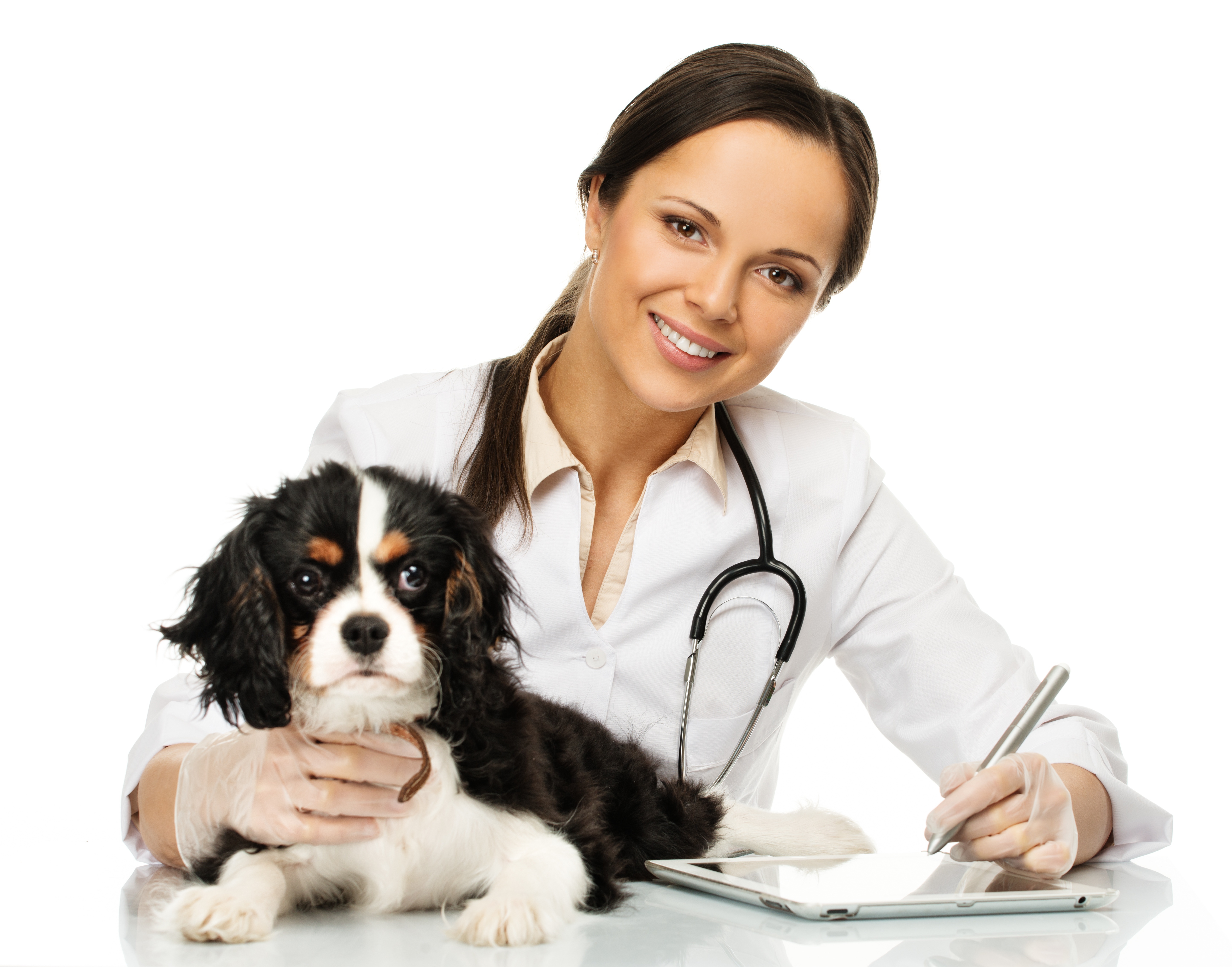 Veterinary woman with spaniel taking notes on tablet pc